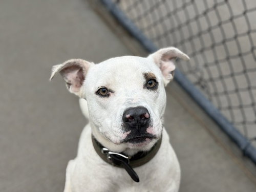 COCO, an adoptable Pit Bull Terrier in Tulsa, OK