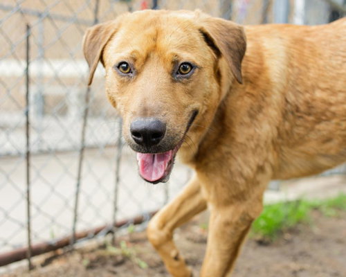 ROLO, an adoptable Labrador Retriever in Tulsa, OK