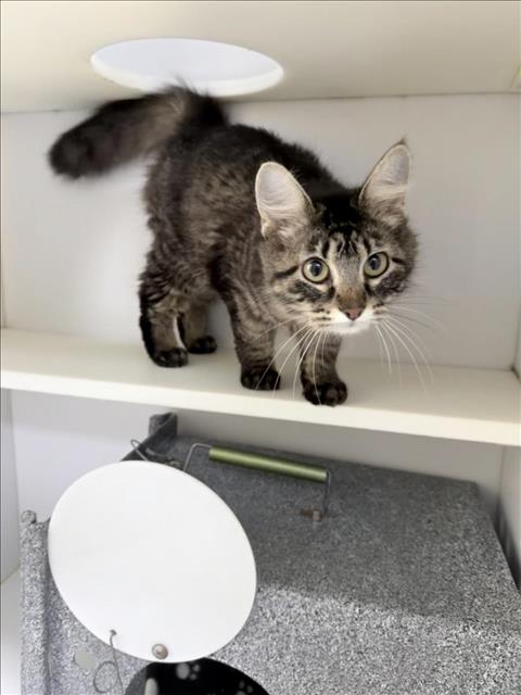 picture of the cat needing adoption