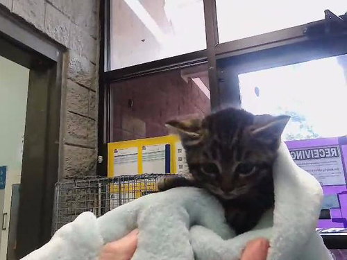 picture of the cat needing adoption