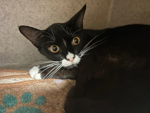SHASTA, Young Domestic Short Hair (short coat), cat for adoption in Muskogee, Oklahoma