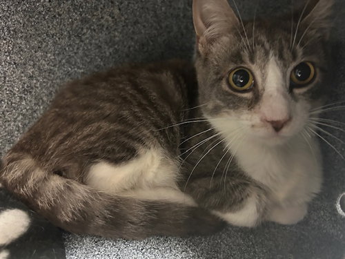 DR PEPPER, Young Domestic Short Hair (short coat), cat for adoption in Muskogee, Oklahoma