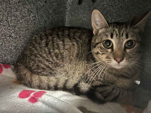PEPSI, Young Domestic Short Hair (short coat), cat for adoption in Muskogee, Oklahoma