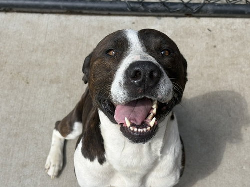 MARK, an adoptable Pit Bull Terrier in Tulsa, OK