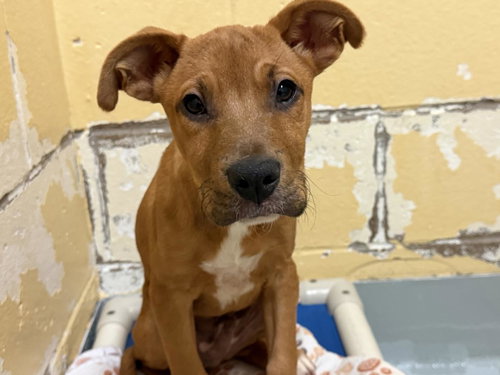 FRANCISCO, an adoptable German Shepherd Dog in Tulsa, OK