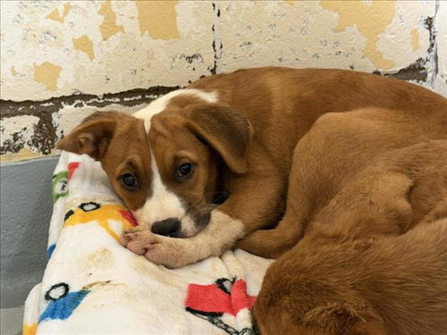 JELLYBEAN, an adoptable German Shepherd Dog in Tulsa, OK