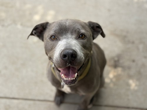 DAISY, an adoptable Pit Bull Terrier in Tulsa, OK