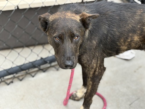 BARD, an adoptable German Shepherd Dog in Tulsa, OK