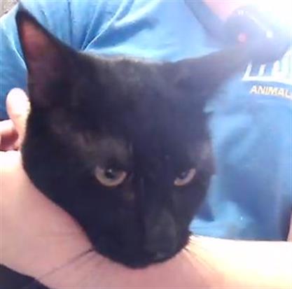MONEY, Young Domestic Short Hair (short coat), cat for adoption in Muskogee, Oklahoma