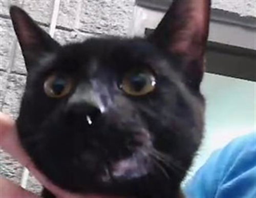 MEKA, Young Domestic Short Hair (short coat), cat for adoption in Muskogee, Oklahoma