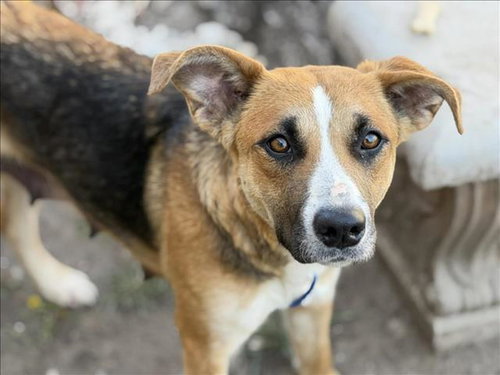 DAWN, an adoptable German Shepherd Dog in Tulsa, OK