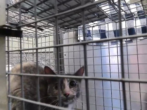 MOLLY, Young Domestic Short Hair (short coat), cat for adoption in Muskogee, Oklahoma