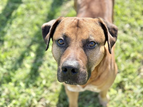 BANKSY, an adoptable Pit Bull Terrier in Tulsa, OK
