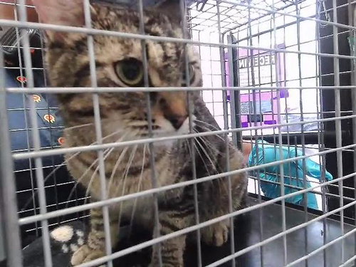 JERZI, Young Domestic Short Hair (short coat), cat for adoption in Muskogee, Oklahoma