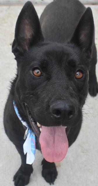 BEEF CAKE, an adoptable Siberian Husky in Tulsa, OK