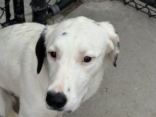 MYSTERY, an adoptable Labrador Retriever in Tulsa, OK
