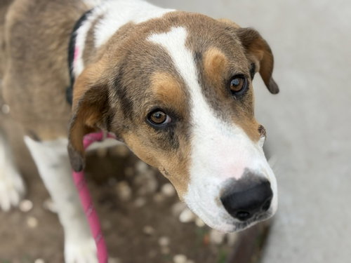 TOPAZ, an adoptable Pit Bull Terrier in Tulsa, OK