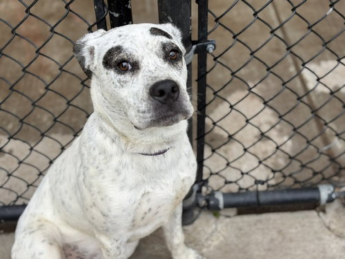 KING, an adoptable Pit Bull Terrier in Tulsa, OK