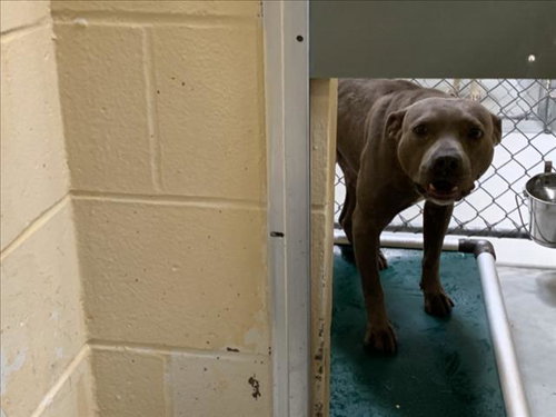 AUGGIE, an adoptable American Pit Bull Terrier in Tulsa, OK