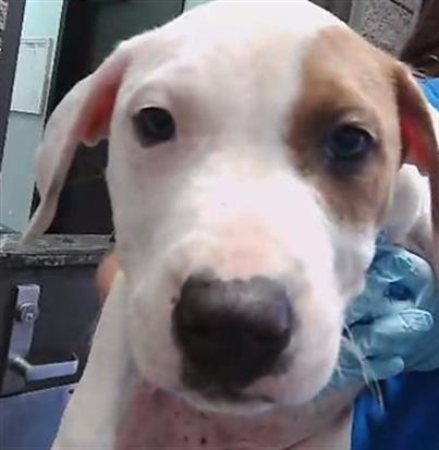 HANK, an adoptable Pit Bull Terrier in Tulsa, OK