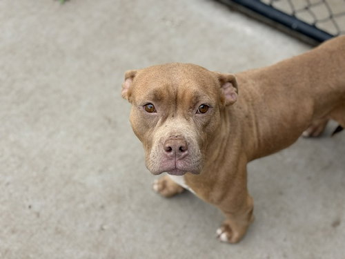 ROSE, an adoptable Pit Bull Terrier in Tulsa, OK