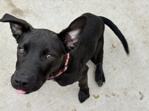 PAUL, an adoptable Pit Bull Terrier in Tulsa, OK