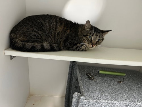 CALEB, an adoptable Domestic Short Hair in Tulsa, OK