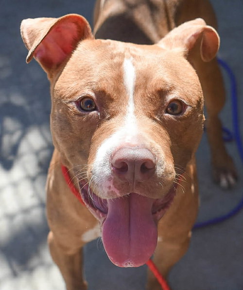 RED, an adoptable Pit Bull Terrier in Tulsa, OK