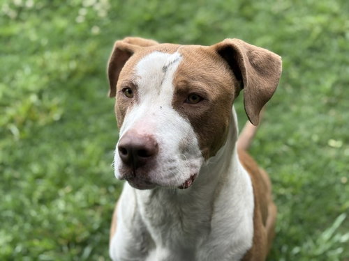 DENNIS, an adoptable Pit Bull Terrier in Tulsa, OK