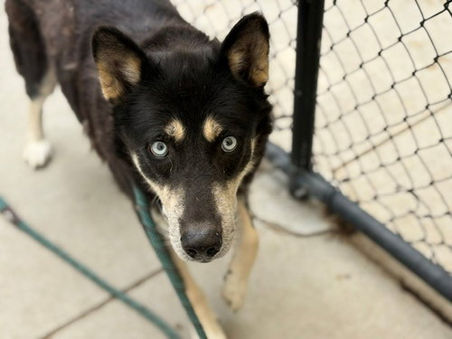MAYA, an adoptable Siberian Husky in Tulsa, OK