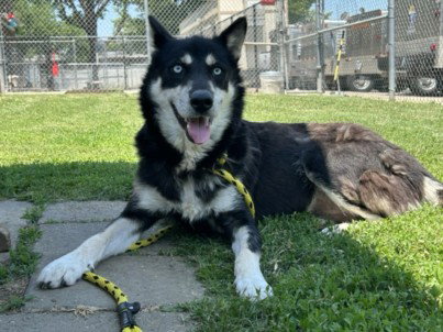 MAYA