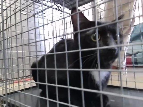 HONEY, an adoptable Domestic Short Hair in Tulsa, OK