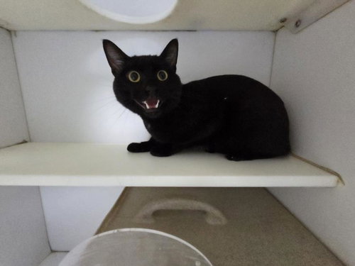 DEXTER, an adoptable Domestic Short Hair in Tulsa, OK