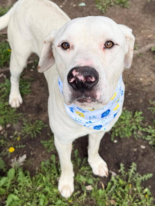 HENERY, an adoptable Dogo Argentino in Tulsa, OK