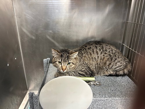 OH-LOW, an adoptable Domestic Short Hair in Tulsa, OK
