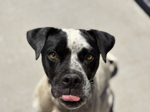 MELISSA, an adoptable Pit Bull Terrier in Tulsa, OK