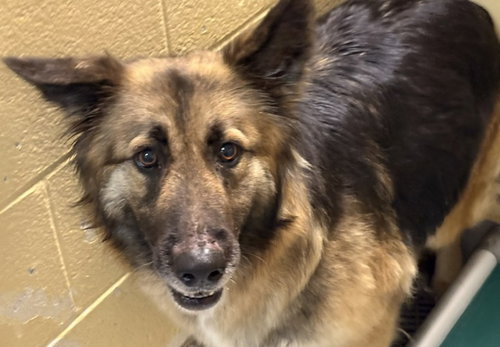MEADOW, an adoptable German Shepherd Dog in Tulsa, OK
