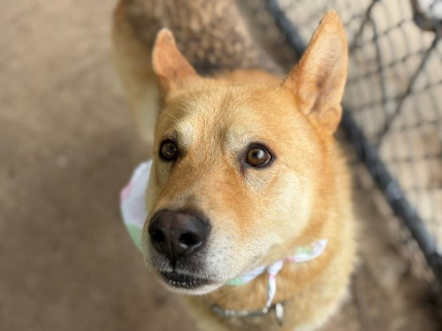 LUCAS, an adoptable German Shepherd Dog in Tulsa, OK