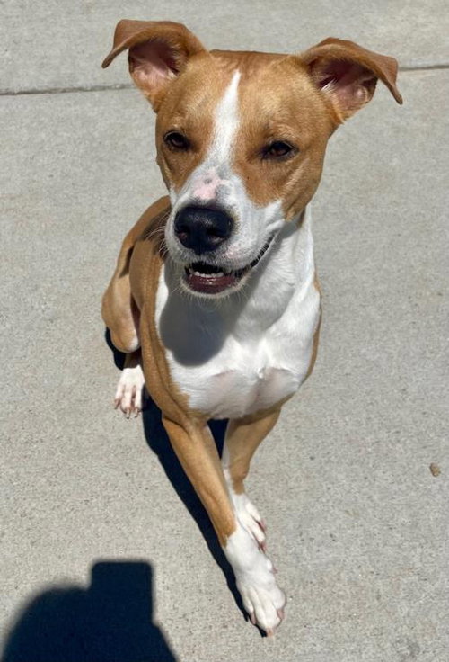 KULA, an adoptable American Pit Bull Terrier in Tulsa, OK