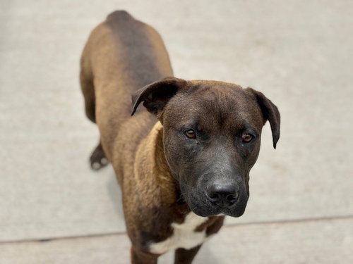 JIMMY, an adoptable Pit Bull Terrier in Tulsa, OK