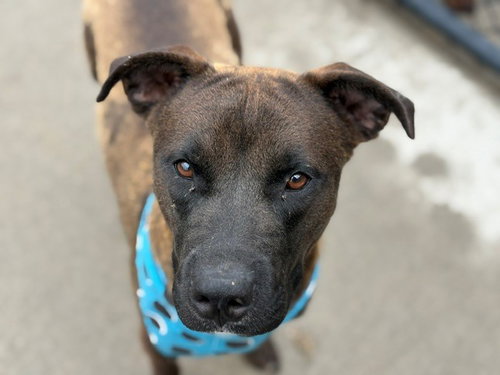 JIMMY, an adoptable Pit Bull Terrier in Tulsa, OK