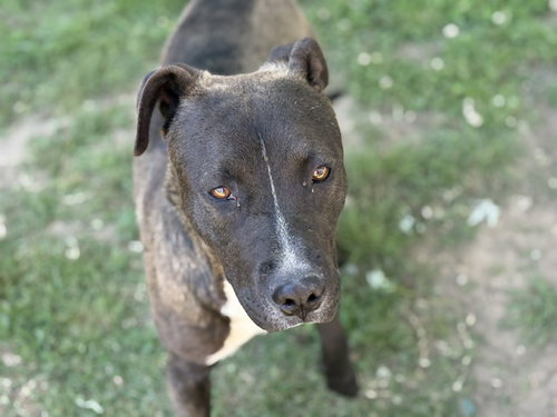 BENNY, an adoptable Pit Bull Terrier in Tulsa, OK