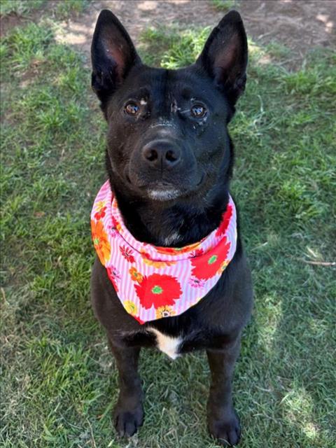 JOAN, an adoptable American Pit Bull Terrier in Tulsa, OK