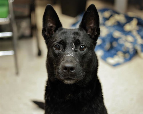 JOAN OF BARC, an adoptable Labrador Retriever in Tulsa, OK