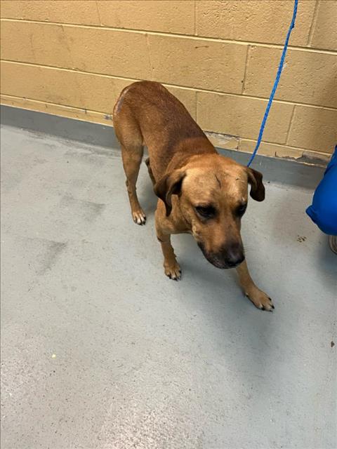 QUARTER, an adoptable Labrador Retriever in Tulsa, OK
