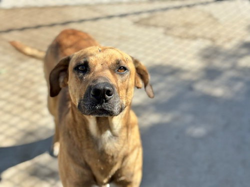 QUARTER, an adoptable Labrador Retriever in Tulsa, OK