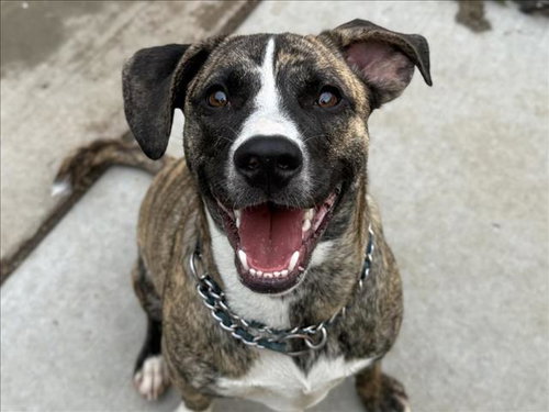 TIGER, an adoptable Pit Bull Terrier in Tulsa, OK