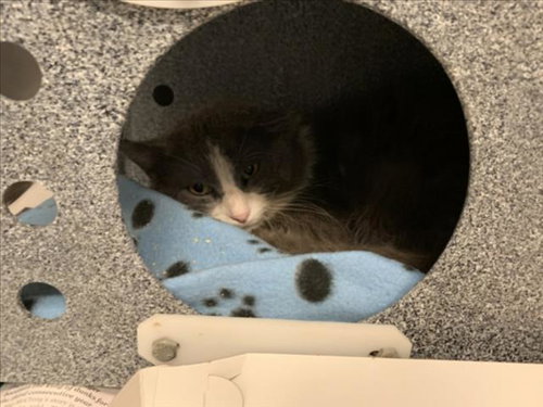 CLARK THE THIRD, an adoptable Domestic Medium Hair in Tulsa, OK