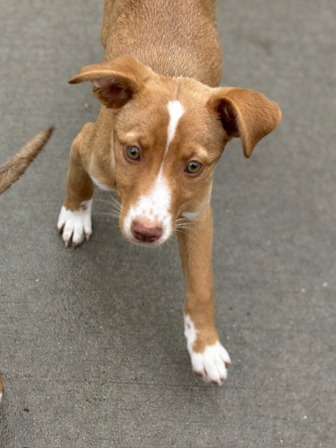 TATER - Labrador Retriever available for adoption