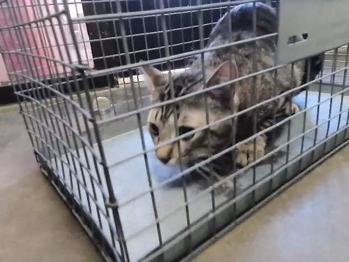 WAFFLES, an adoptable Domestic Short Hair in Tulsa, OK